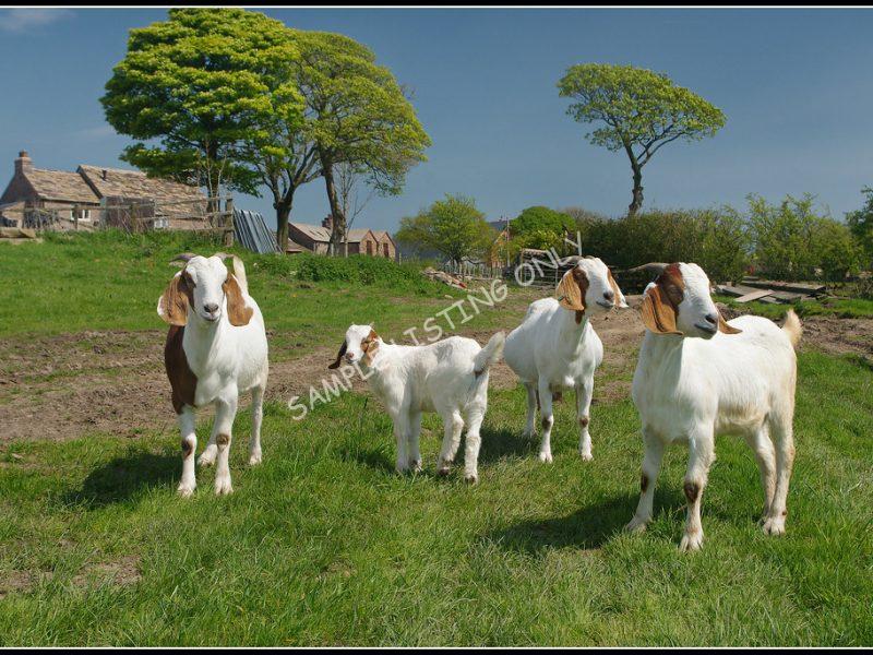 Zimbabwean Live Boer Goats