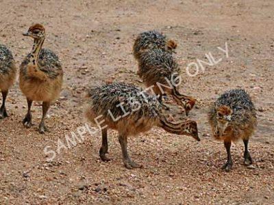 Zimbabwe Ostrich Chicks