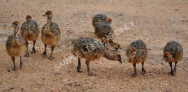 Zimbabwe Ostrich Chicks