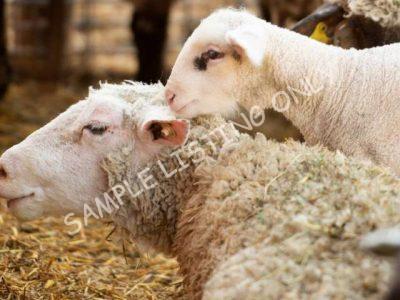 Healthy Zimbabwe Sheep