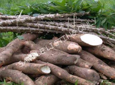 Fresh Zimbabwe Cassava
