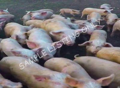 Zimbabwe Healthy Pigs
