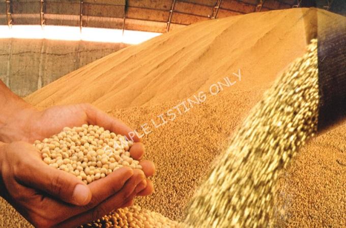 Fresh Dry Zimbabwe Soya Beans