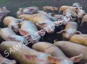 Zimbabwe Healthy Pigs