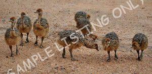 Zimbabwe Guinea Fowls